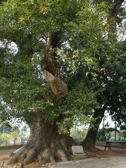 八卦山 樟普寮 母女樟