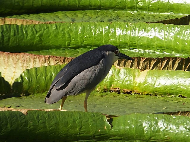 20637961_2018536331715144_6226764403540944118_n