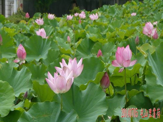 10482798_10204338481442825_4600296738505439964_n