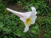 粗莖麝香百合 北海岸 石門