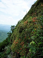 孟夏的 基隆火山群