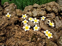 八卦山 百年緬梔