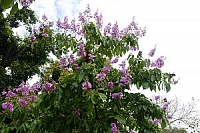 2012-0609 台北市士林區 基河路 大花紫薇