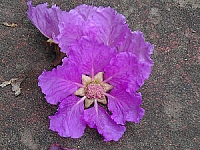 2012-0616 台北市大同區 台北捷運線形公園 大花紫薇