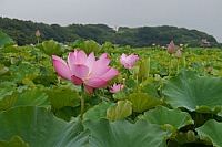 2012-0616 新北市淡水區 屯山里 荷花盛開