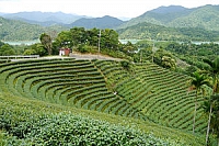 2012-0617 新北市石碇區 永安 八卦茶園